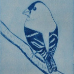 Finch (Solar Etching)