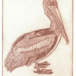 Pelican, Key West (Drypoint)