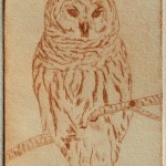 Barred Owl (drypoint)