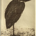 Winter Heron (solar plate etching)